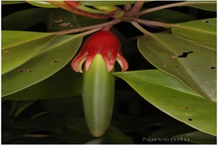 Bruguiera gymnorrhiza